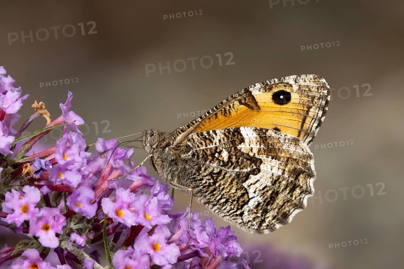 Grayling butterfly (Hipparchia semele) adult insect feeding on a garden purple Buddleja flower in summer, RSPB Minsmere nature reserve, Suffolk, England, United Kingdom
