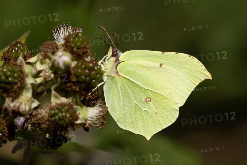 Brimstone butterfly (Gonepteryx rhamni) adult male insect feeding on a Bramble flower in summer, England, United Kingdom