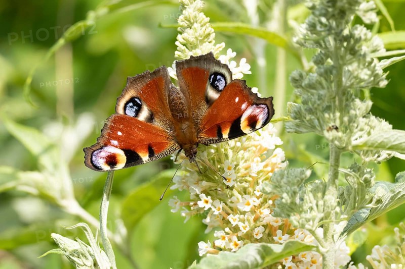 Peacock butterfly (Aglais io) adult insect feeding on a garden white Buddleja flower in summer, England, United Kingdom