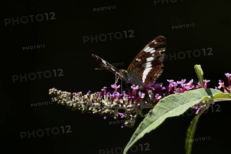 White admiral butterfly (Limenitis camilla) adult insect feeding on a garden purple Buddleja flower in summer, RSPB Minsmere nature reserve, Suffolk, England, United Kingdom