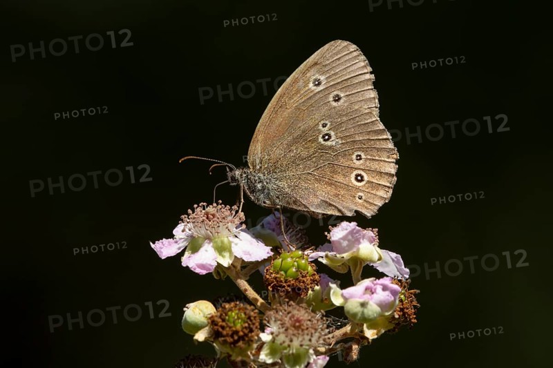 Ringlet butterfly (Aphantopus hyperantus) adult insect feeding on a bramble flower in summer, England, United Kingdom