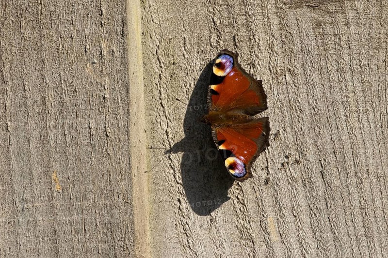 Peacock butterfly (Aglais io) adult insect resting on a garden wooden fence in summer, England, United Kingdom