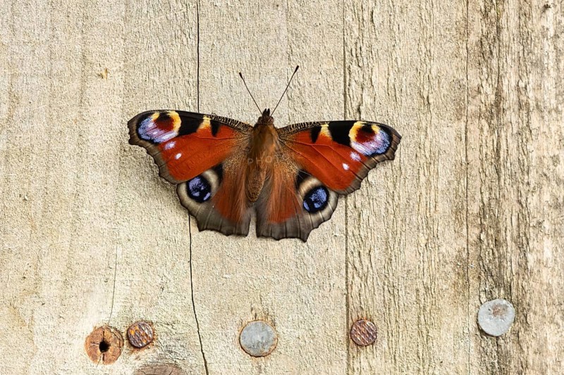 Peacock butterfly (Aglais io) adult insect resting on a garden shed in summer, England, United Kingdom