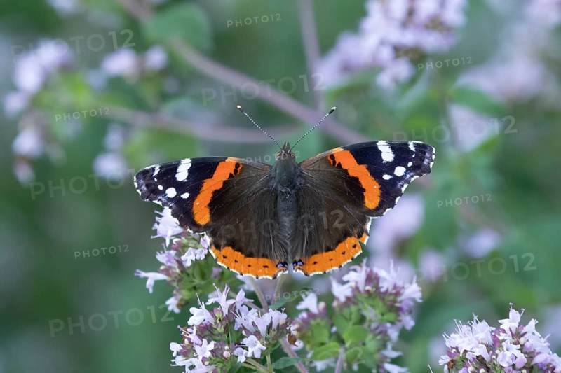 Red admiral butterfly (Vanessa atalanta) adult insect feeding on a garden purple Wild marjoram or Oregano flower in summer, England, United Kingdom