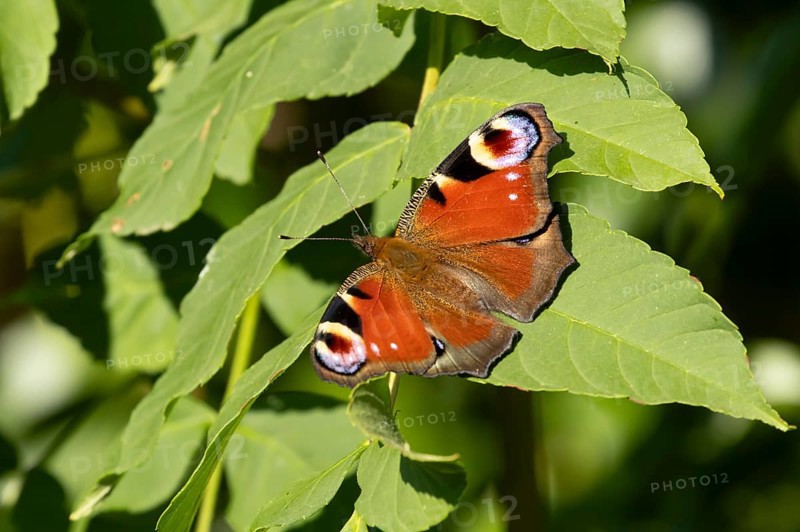 Peacock butterfly (Aglais io) adult insect resting on a plant leaf in summer, England, United Kingdom
