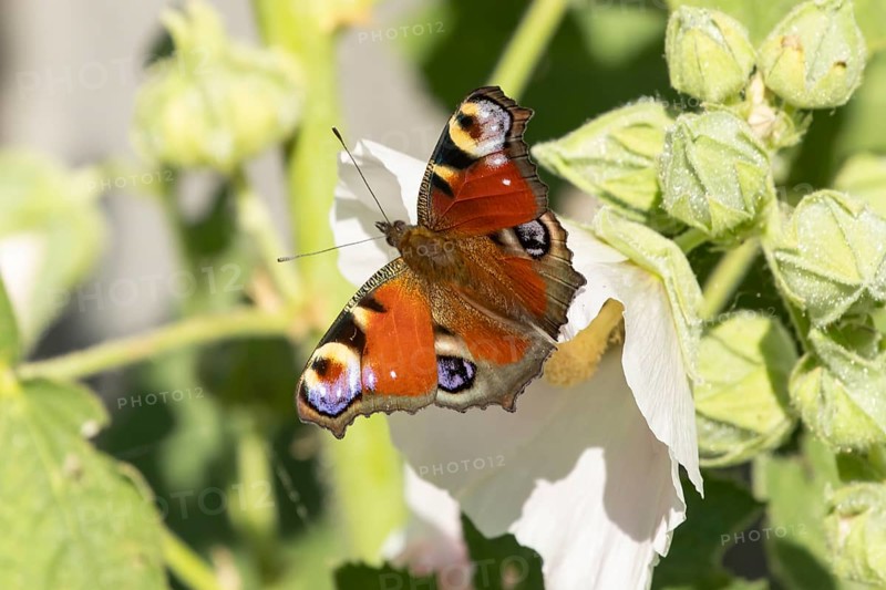 Peacock butterfly (Aglais io) adult insect resting on a garden Hollyhock flower in summer, England, United Kingdom