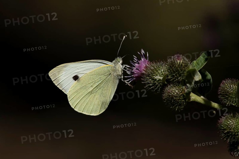 Large or Cabbage white butterfly (Pieris brassicae) adult insect feeding on a Burdock flower in summer, England, United Kingdom