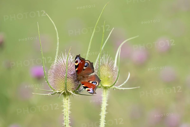 Peacock butterfly (Aglais io) adult insect feeding on a Teasel flower in summer, England, United Kingdom