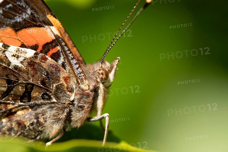 Red admiral butterfly (Vanessa atalanta) adult insect on a plant leaf in a garden in summer, England, United Kingdom