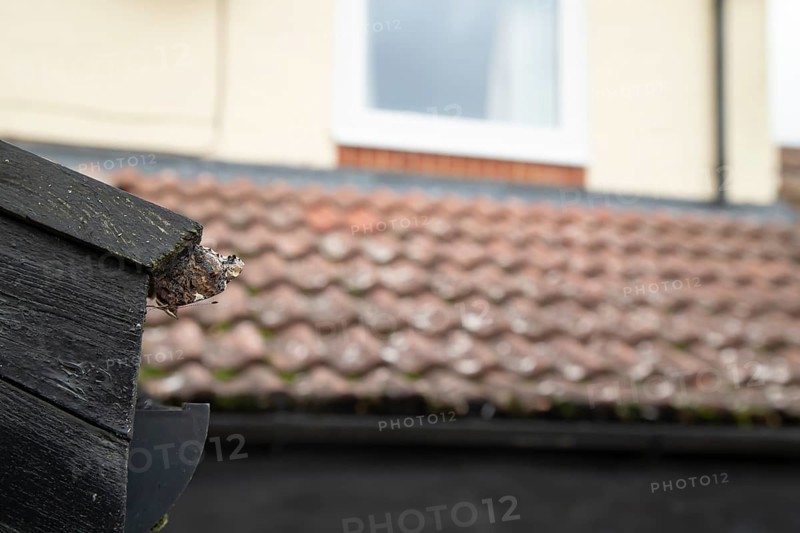 Red admiral butterfly (Vanessa atalanta) adult insect hibernating on a house roof in winter, England, United Kingdom