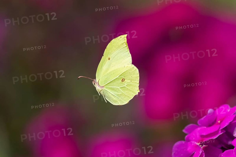 Brimstone butterfly (Gonepteryx rhamni) adult male insect flying over a garden flower border in summer, England, United Kingdom