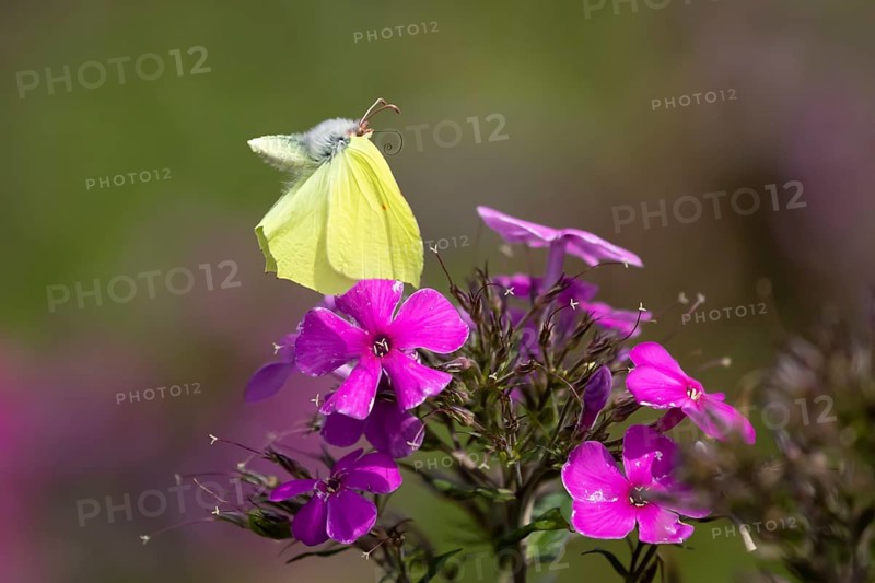 Brimstone butterfly (Gonepteryx rhamni) adult male insect flying up from a garden Phlox flower in summer, England, United Kingdom