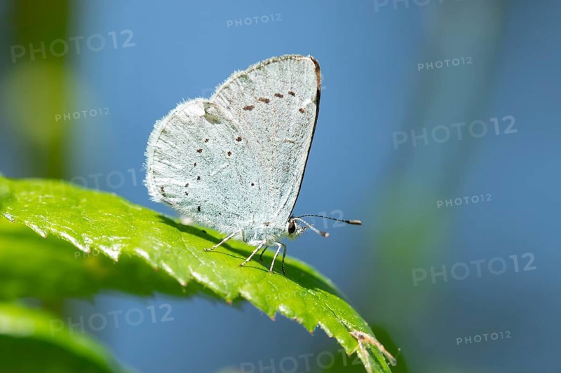 Holly blue butterfly (Celastrina argiolus) adult insect resting on a plant leaf in summer, England, United Kingdom