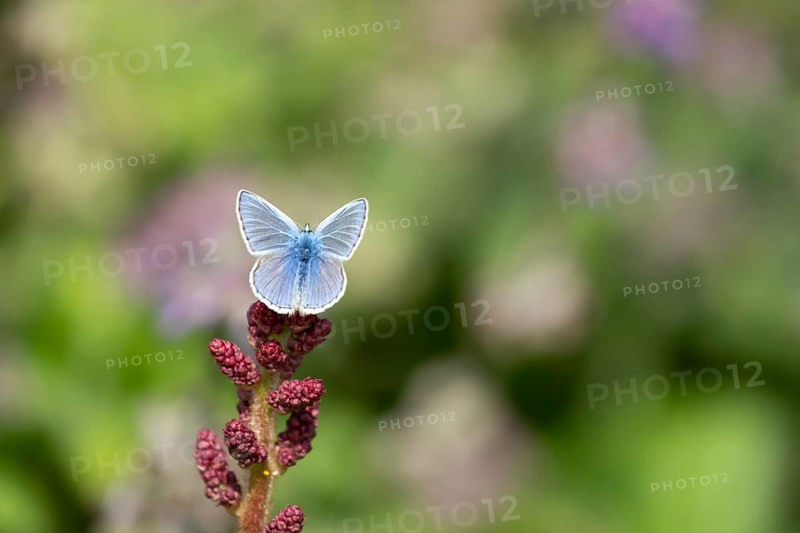 Common blue butterfly (Polyommatus icarus) adult insect resting a garden flower in summer, England, United Kingdom