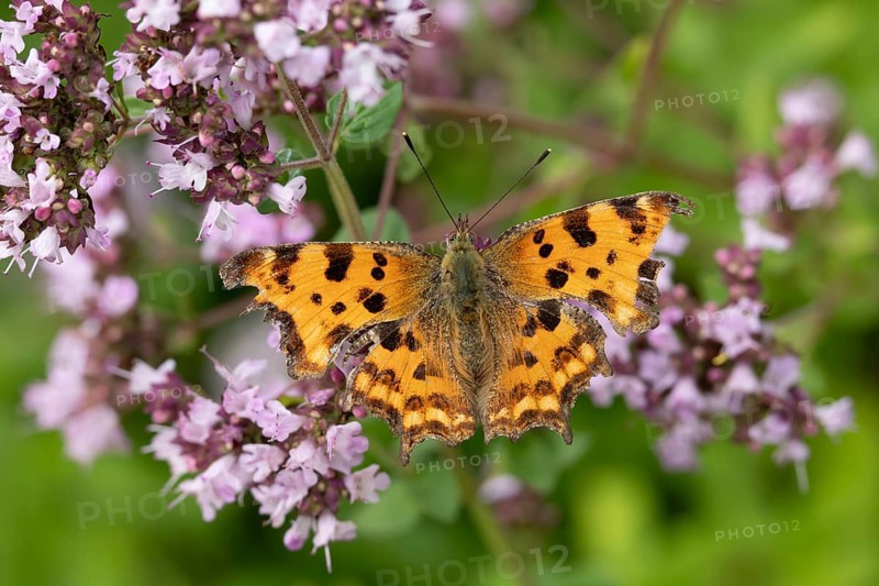 Comma butterfly (Polygonia c-album) adult insect feeding on a garden purple Wild marjoram or Oregano flower in summer, England, United Kingdom
