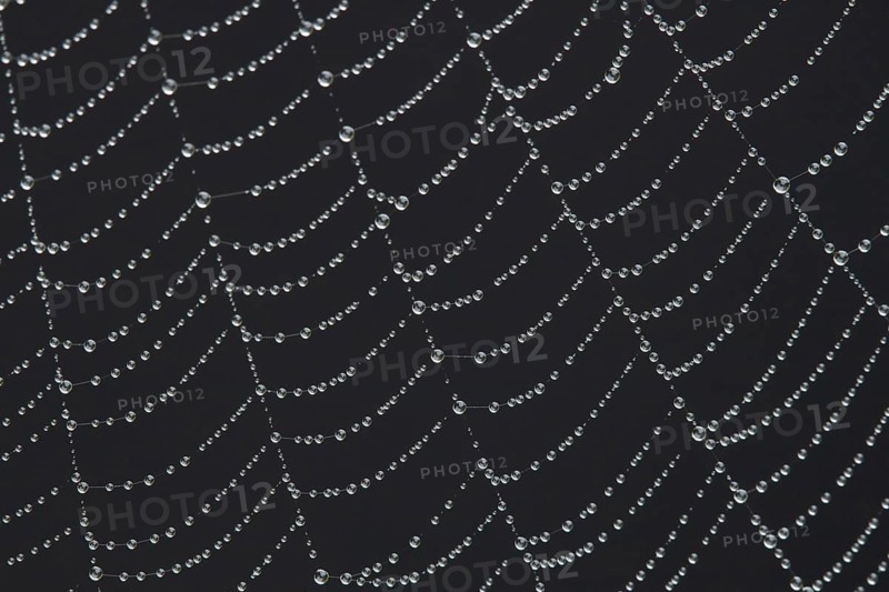 Spider web with water dew drops, England, United Kingdom
