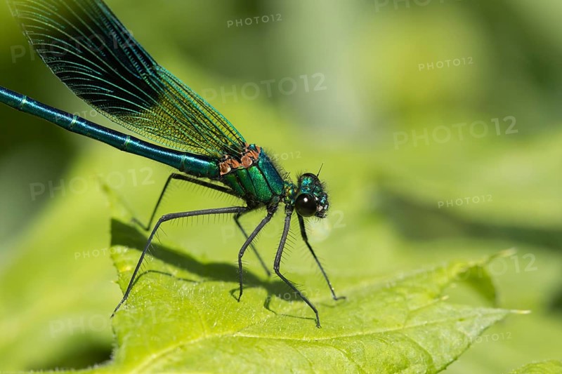 Banded demoiselle damselfly (Calopteryx splendens) adult male insect on a plant leaf in summer, England, United Kingdom