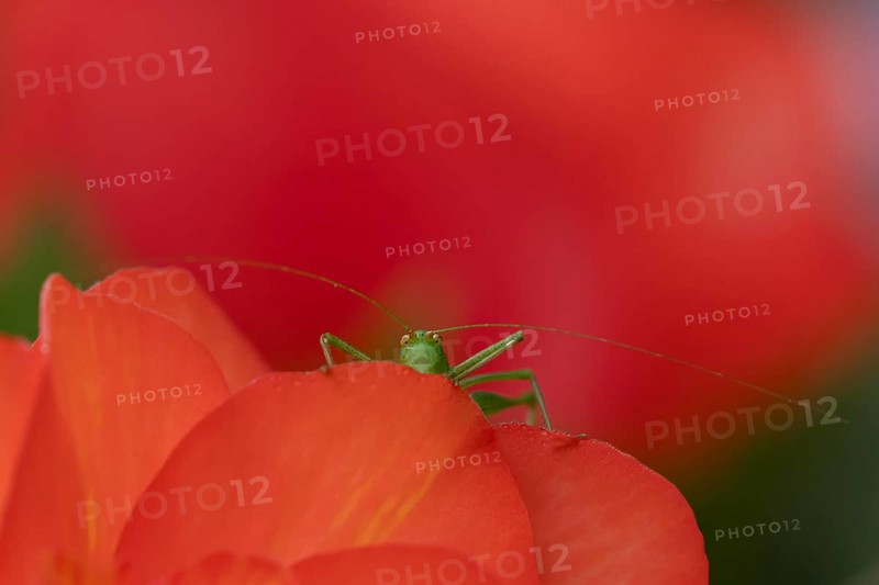 Speckled bush cricket (Leptophyes punctatissima) adult insect on a garden begonia flower in summer, England, United Kingdom