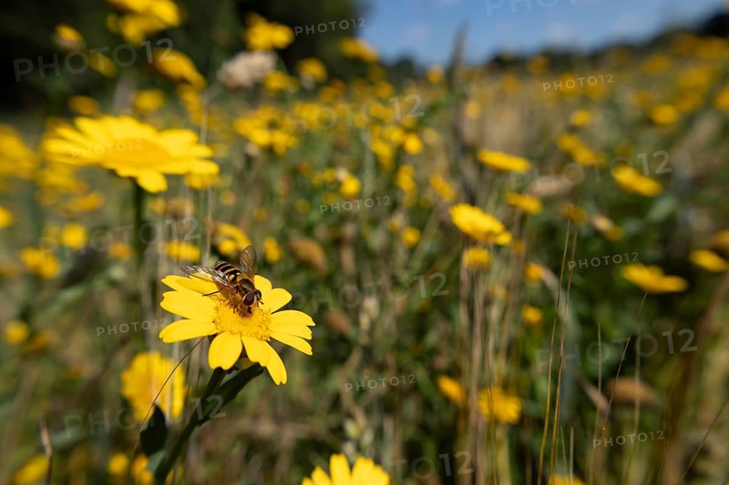 Common hoverfly (Eupeodes corollae) adult insect on a Corn marigold flower in a wildflower meadow in summer, England, United Kingdom