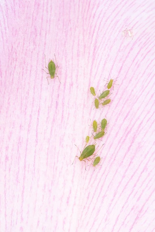 Tulip aphid or greenfly (Dysaphis tulipae) adult and nymph insects family on a garden Tulip petal in spring, England, United Kingdom