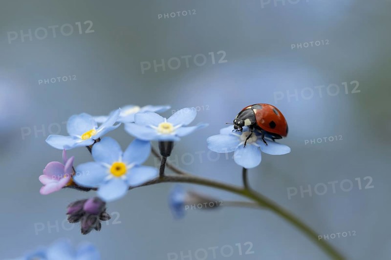 Seven-spot ladybird or ladybug (Coccinella septempunctata) adult insect on a garden Forget-me-not flower in spring, England, United Kingdom