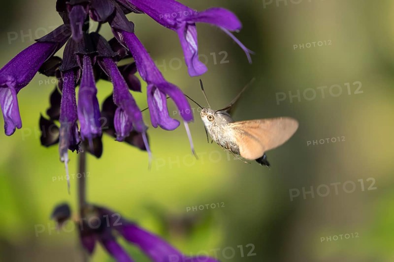 Hummingbird hawkmoth (Macroglossum stellatarum) adult moth in flight feeding on a garden purple flower in summer, England, United Kingdom