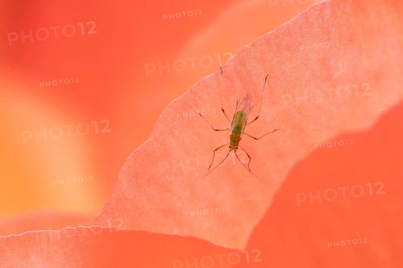 Aphid adult insect on a garden begonia flower in summer, England, United Kingdom