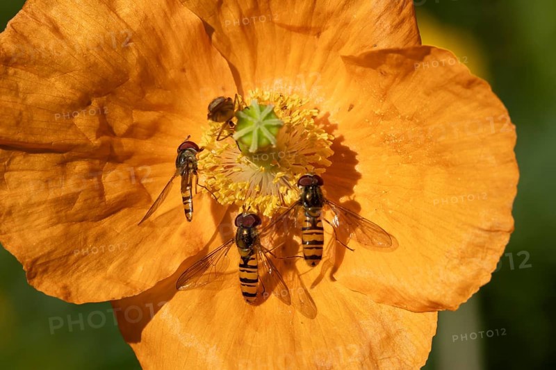 Common hoverfly (Eupeodes corollae) four adult insects on a garden Spanish orange poppy flower in summer, England, United Kingdom
