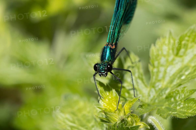 Banded demoiselle damselfly (Calopteryx splendens) adult male insect on a Nettle plant leaf in summer, England, United Kingdom