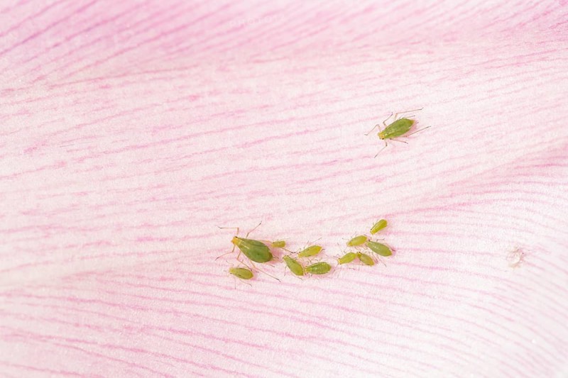 Tulip aphid or greenfly (Dysaphis tulipae) adult and nymph insect family on a garden Tulip petal in spring, England, United Kingdom