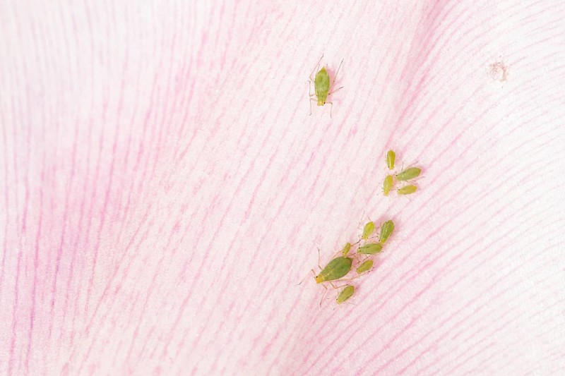 Tulip aphid or greenfly (Dysaphis tulipae) insects on a garden Tulip petal in spring, England, United Kingdom