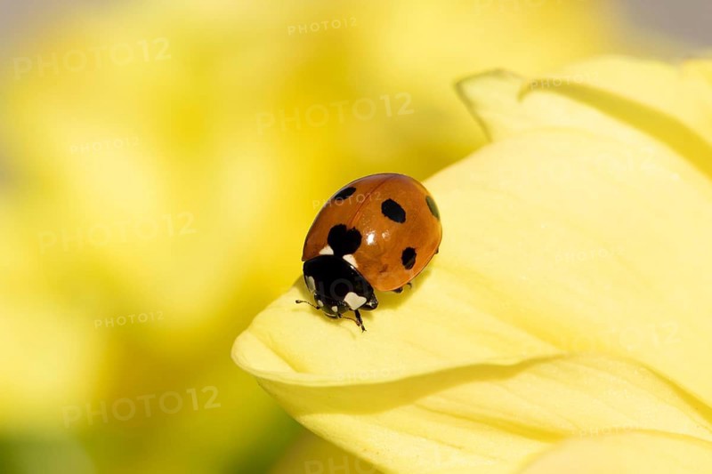 Seven-spot ladybird or ladybug (Coccinella septempunctata) adult insect on a garden Dahlia flower in summer, England, United Kingdom