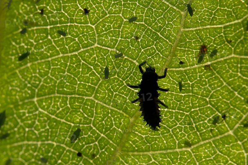 Seven-spot ladybird or ladybug (Coccinella septempunctata) adult insect larva and Plum aphid (Hyalopterus pruni) aphids on a plum tree leaf in summer, England, United Kingdom