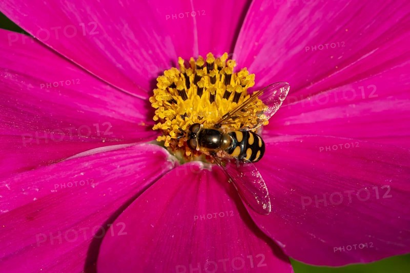 Common hoverfly (Eupeodes corollae) adult insect on a garden Cosmos flower in summer, England, United Kingdom