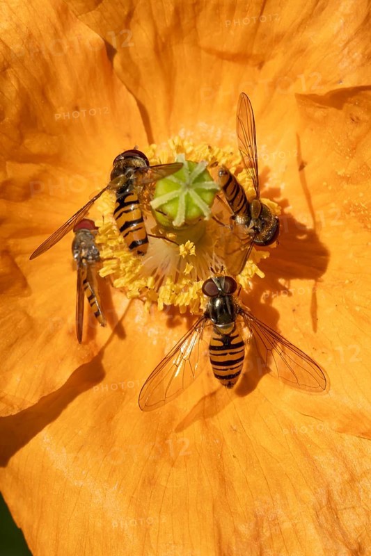 Common hoverfly (Eupeodes corollae) four adult insects on a garden Spanish orange poppy flower in summer, England, United Kingdom