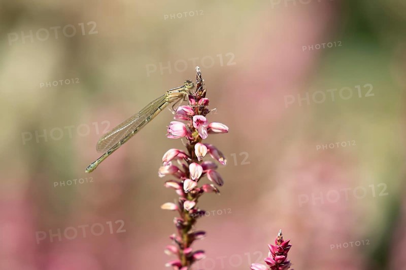 Common blue damselfly (Enallagma cyathigerum) adult female insect on a garden flower in summer, England, United Kingdom