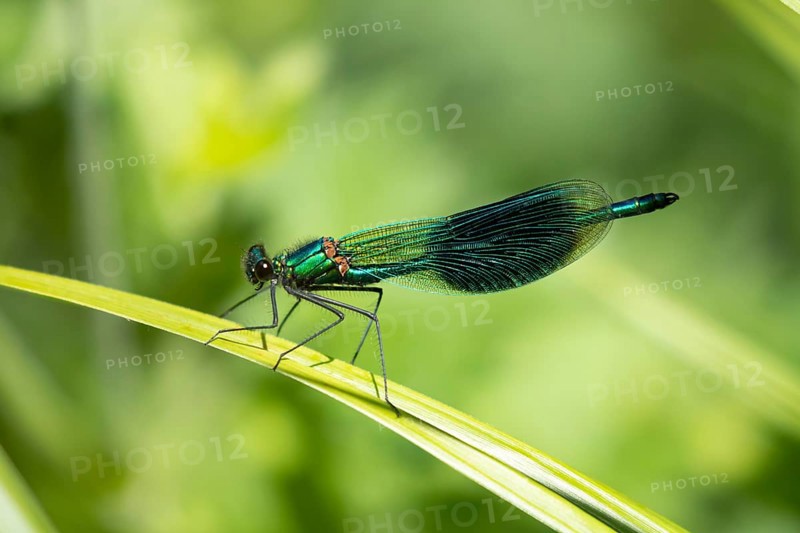 Common blue damselfly (Enallagma cyathigerum) adult male insect on a plant stem in summer, England, United Kingdom