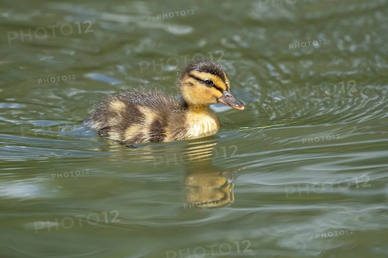 Mallard duck (Anas platyrhynchos) juvenile baby duckling bird swimming on the water of a lake in summer, England, United Kingdom