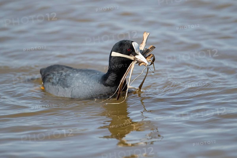 Coot (Fulica atra) adult bird on water of a lagoon with nest material in its beak in spring, RSPB Minsmere nature reserve, Suffolk, England, United Kingdom