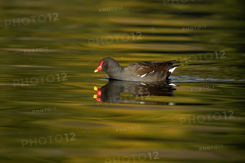 Moorhen (Gallinula chloropus) adult bird on the water of a lake, England, United Kingdom