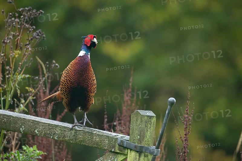 Common pheasant (Phasianus colchicus) adult male bird on a wooden gate, Wales, United Kingdom