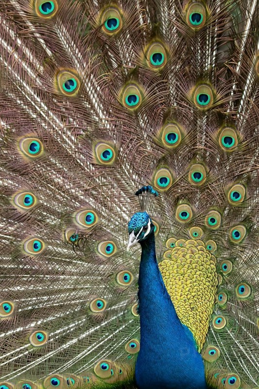 Indian peafowl or Peacock (Pavo cristatus) adult male bird displaying showing its tail feathers, England, United Kingdom