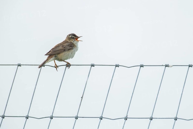 Reed warbler (Acrocephalus scirpaceus) adult male bird singing from a metal fence in summer, England, United Kingdom