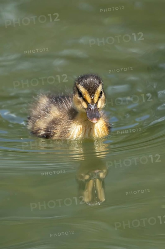 Mallard duck (Anas platyrhynchos) juvenile baby duckling bird swimming on the water of a lake in summer, England, United Kingdom