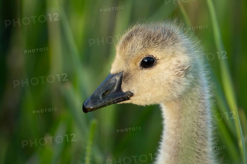 Greylag goose (Anser anser) juvenile baby gosling bird head portrait in summer, England, United Kingdom