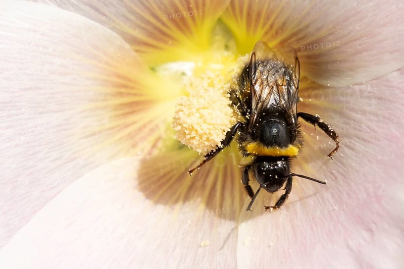 Buff tailed bumblebee (Bombus terrestris) adult bee insect feeding on a garden Hollyhock flower in summer, England, United Kingdom
