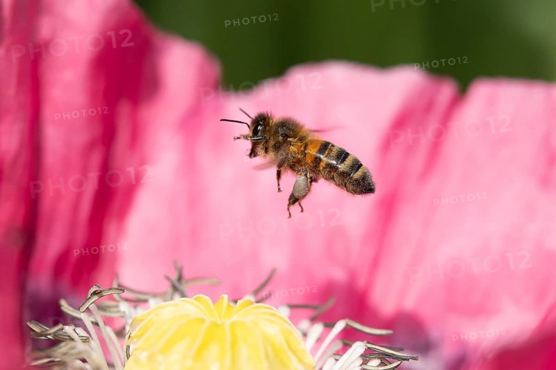 Honey bee (Apis mellifera) adult insect flying from a garden poppy flower in summer, England, United Kingdom