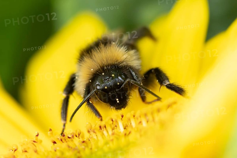 Buff tailed bumblebee (Bombus terrestris) adult bee insect feeding on a garden sunflower flower in summer, England, United Kingdom