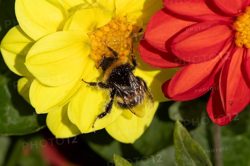 Buff tailed bumblebee (Bombus terrestris) adult bee insect feeding on a garden Dahlia flower in summer, England, United Kingdom