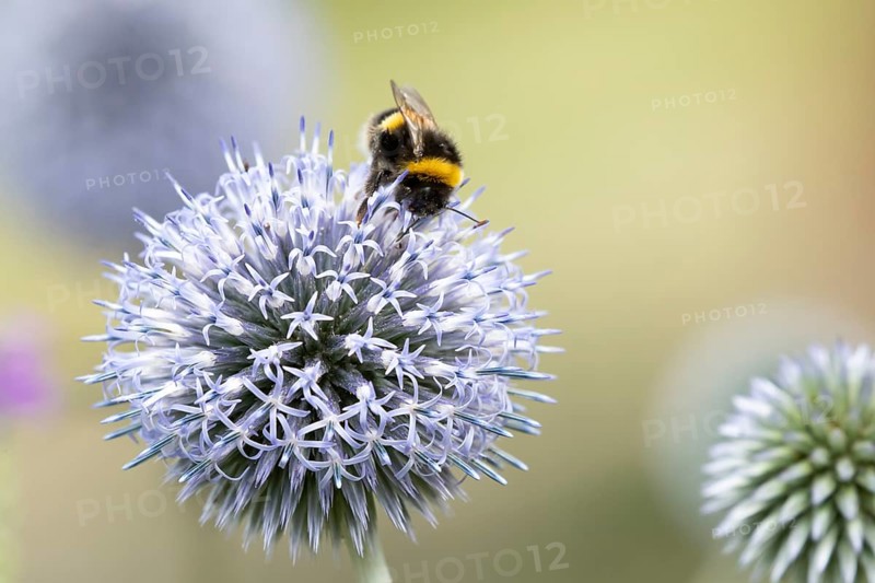 Buff tailed bumblebee (Bombus terrestris) adult bee insect feeding on a garden Globe thistle flower in summer, England, United Kingdom